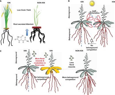 Kin Recognition in Plants: Did We Learn Anything From Roots?